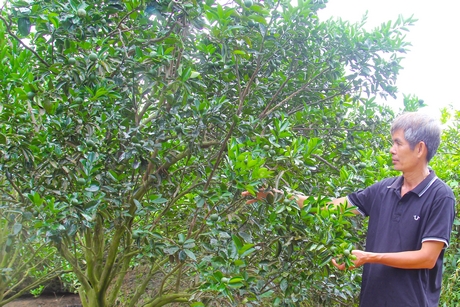 HTX cam sành Phương Thuý là một trong những HTX điểm của tỉnh chuyên về cây cam sành.
