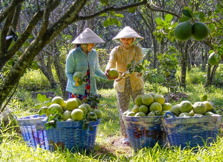 Bưởi Năm Roi trồng ở TX Bình Minh- một trong những loại cây ăn trái nổi tiếng của tỉnh Vĩnh Long.