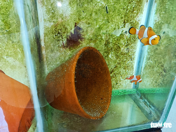 Những chiếc chậu đất thay thế rạn san hô làm nơi cho cá Nemo đẻ trứng