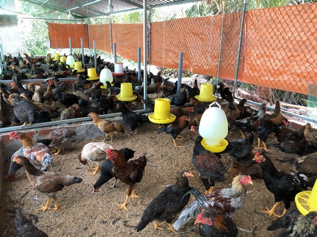 Mô hình chăn nuôi gà hiệu quả, đem lại lợi nhuận khá cho người nuôi.