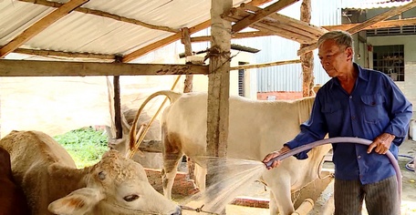 Được hỗ trợ con giống và tham gia các lớp tập huấn, ông Phan Văn Thành nuôi bò hiệu quả hơn.