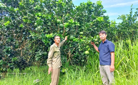 Nhờ sử dụng phân thuốc hữu cơ, vườn bưởi của ông Nguyễn Văn Phúc (trái) rất xanh tốt.