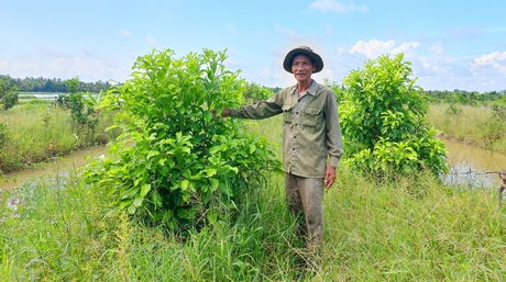 Hiện ông Nguyễn Văn Phúc đang trồng mới cây vú sữa hoàng kim.