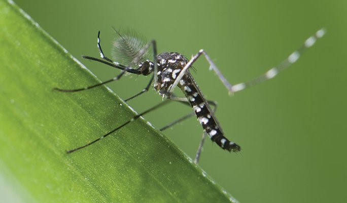 Muỗi Aedes, vật chủ trung gian truyền bệnh sốt xuất huyết - Ảnh: HEALTH LINE