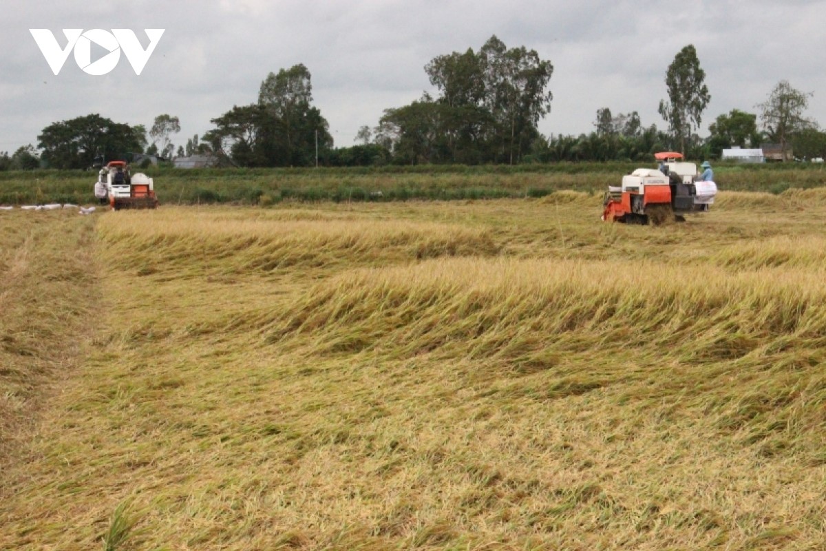 Vụ lúa hè thu năm nay nông dân tỉnh Vĩnh Long xuống giống hơn 41.000 ha. Những trà lúa xuống giống sớm đang được thu hoạch với năng suất đạt gần 6 tấn/ha.