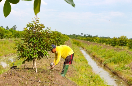 Nhiều ruộng khoai lang tại Bình Tân đã được lên liếp trồng cây ăn trái.