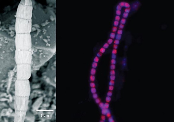 Cấu trúc của vi khuẩn cáp điện - Ảnh: UTRECHT UNIV