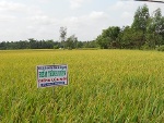 Vĩnh Long tập trung nâng cao chất lượng lúa