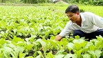 Giá củ cải trắng tăng cao, nông dân phấn khởi