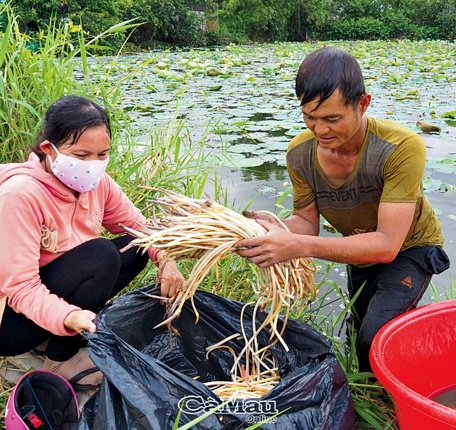  Vợ chồng bà Trương Thiên Hương thu hoạch ngó sen, các loại rau, cá đồng… bán ở chợ và tại nhà, thu nhập trên 200.000 đồng/ngày.