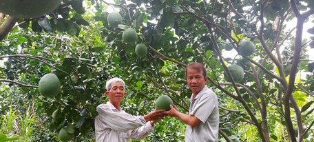 Chia sẻ kinh nghiệm trồng bưởi theo mô hình VietGap đã mang lại hiệu quả kinh tế cao cho nhiều bà con nông dân trên địa bàn xã Tân Long Hội.