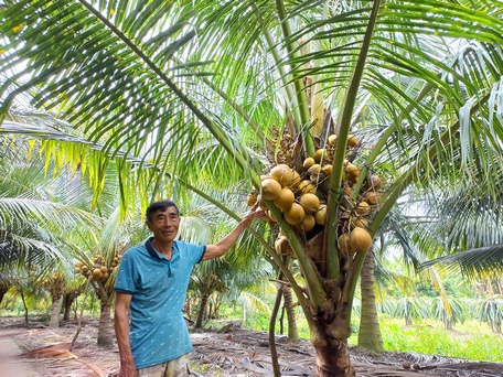 Một số nông dân trồng dừa Mã Lai cho biết, cây dừa giúp ích rất nhiều cho kinh tế gia đình.