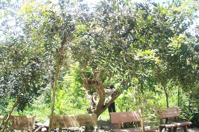 Cây nhãn được đưa từ Bình Hòa Phước (Vĩnh Long) về trồng trên đất ngập mặn ở cù lao Dung gần 30 năm, giờ được ghép vào những nhánh nhãn tím, vẫn tiếp tục cho trái đầy cây.