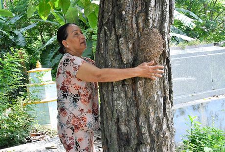  Bà Nguyễn Thị Hằng (60 tuổi) có mấy gốc sầu đâu cổ thụ thế này, mọc xum xuê phía sau vườn nhà. Bà áng chừng, gốc cây 1 người ôm không hết này có tuổi đời còn lớn hơn cả mình, bởi từ lúc bà còn nhỏ, đã thấy cây phát triển tươi tốt.