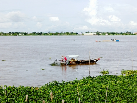 Đánh bắt cá trên sông Vàm Nao (Chợ Mới- An Giang).