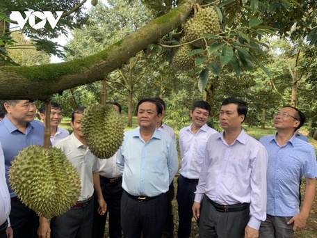  Bộ trưởng Lê Minh Hoan thăm vùng trồng sầu riêng đã được cấp mã số vùng trồng tại huyện Krông Pắk, tỉnh Đắk Lắk.
