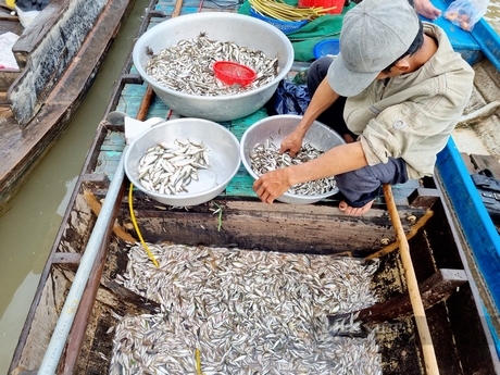 May mắn đánh bắt được nhiều cá nhất là gia đình anh Lâm Thành Ngân, mỗi ngày anh thu hoạch từ 2-3 triệu đồng. Ảnh: Hồng Cẩm