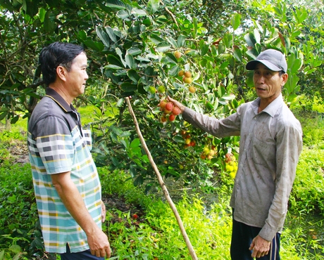 Nông dân chú trọng sản xuất trái cây theo tiêu chuẩn an toàn để đáp ứng yêu cầu thị trường.