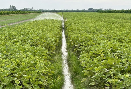 Rẫy màu Bình Tân đang được nhiều nông dân chuyển đổi cây trồng.