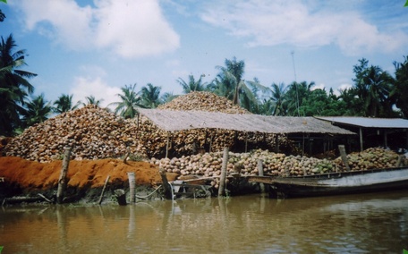 Giá dừa thấp kéo dài, nhiều vựa dừa ở Vũng Liêm tạm ngưng hoạt động.