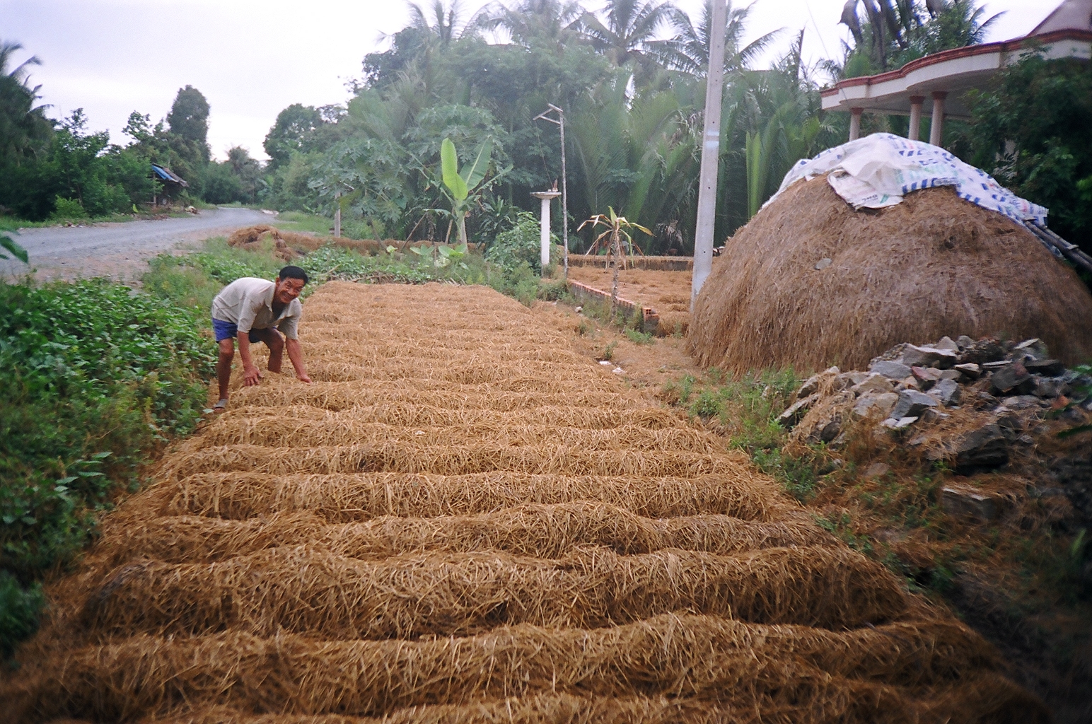 Mặc dù mưa nhiều, nhưng năm nay nông dân Vũng Liêm vẫn được mùa nấm rơm.