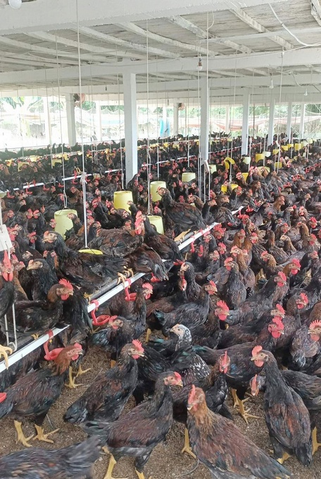 Số lượng thịt và trứng sản xuất ra chủ yếu là tiêu thụ nội địa.