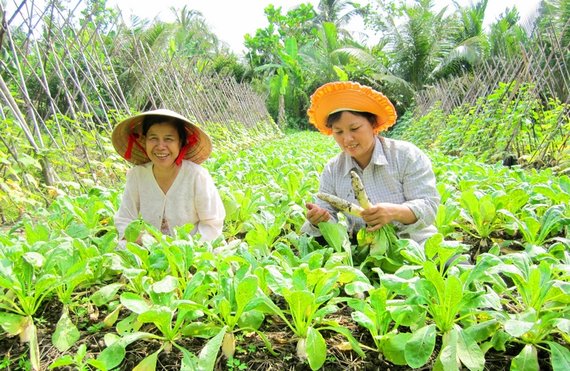 Xã Long Phú đã đẩy mạnh thực hiện tổ chức sản xuất và phát triển kinh tế nông thôn. Đến nay, thu nhập bình quân đầu người của xã đạt 53,4 triệu đồng/năm, vượt 400.000đ so quy định xã NTM.