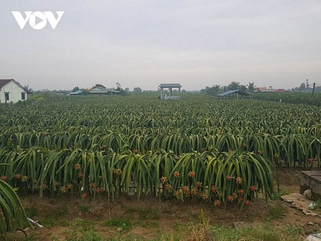  Nông dân tỉnh Tiền Giang phát triển diện tích cây thanh long đạt tiêu chuẩn GlobalGAP để xuất khẩu