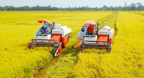 Nhiều nông dân, hợp tác xã chủ động chuyển đổi phương thức sản xuất lúa theo hướng an toàn, hữu cơ.