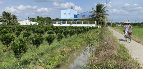  Sản xuất nông nghiệp, với cây cam sành nhất là cây cam sành trên đất lúa đã tạo nguồn lợi kinh tế đáng kể cho người dân huyện Trà Ôn.