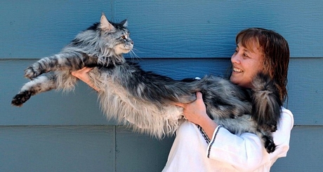 Mèo Stewie giành kỷ lục Guinness thế giới - Ảnh: Getty Images