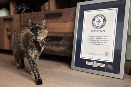 Mèo Flossie giữ kỷ lục Guinness chú mèo có tuổi thọ cao nhất - Ảnh: GUINNESS