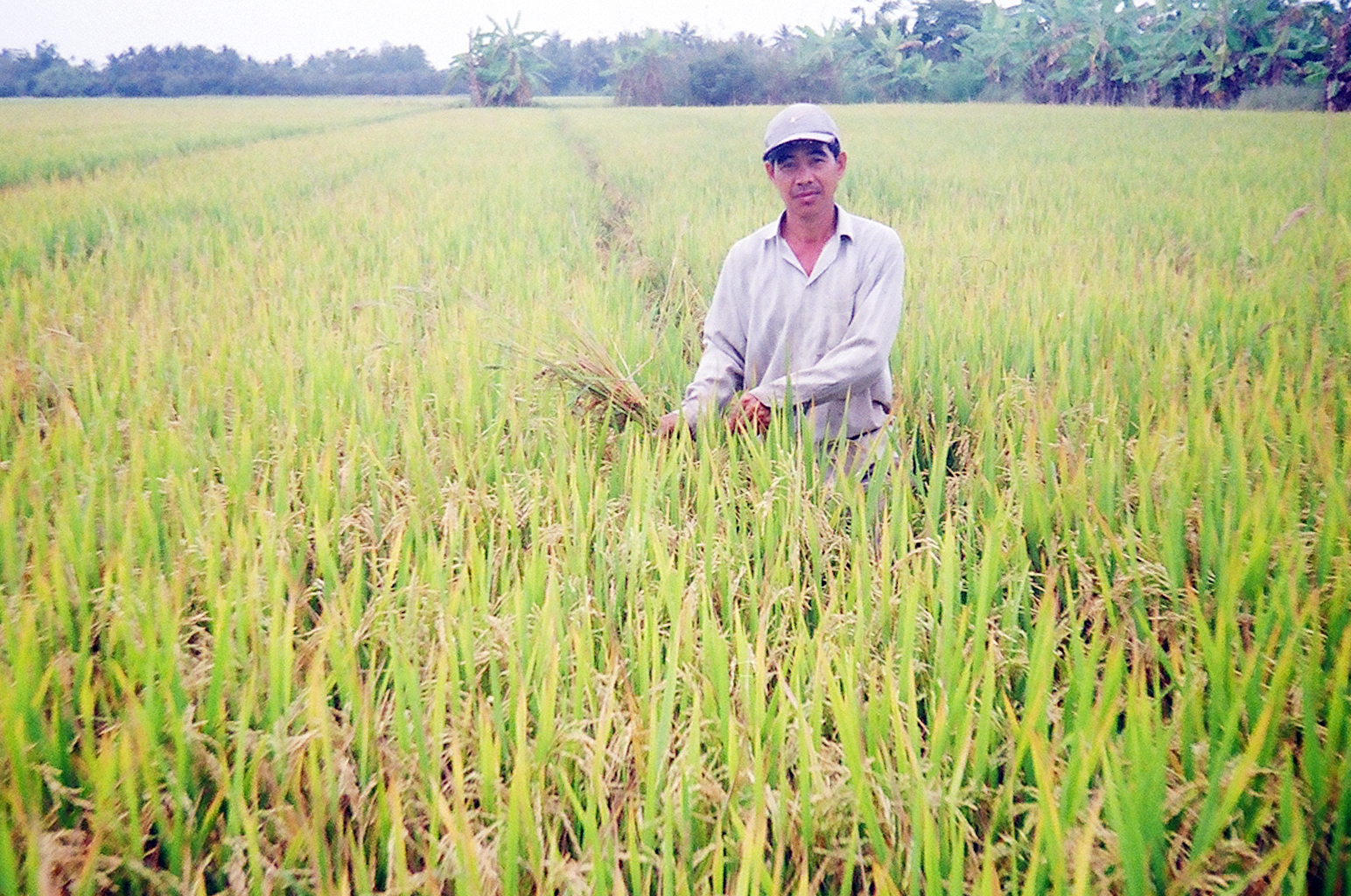 Tuy lợi nhuận không cao nhưng trồng lúa cho thu nhập đều đều, lúa làm ra không tồn đọng.