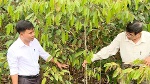 Nông dân chuyển đất trồng lúa sang ươm cây sầu riêng