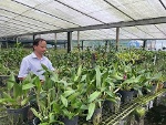 TP Hồ Chí Minh: Xây dựng vùng nông nghiệp đô thị