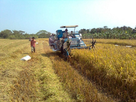 Thu hoạch lúa Đông Xuân ở xã Mỹ An, huyện Mang Thít.