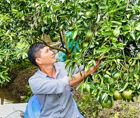 Hàng năm, Vĩnh Long sản xuất khoảng 235.000 tấn khoai lang, cùng với các loại cây ăn trái đặc sản.