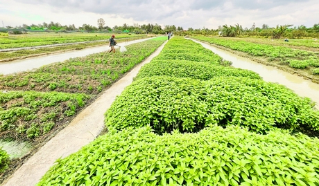 Vùng rau của xã Phước Hậu nằm ở “vành đai xanh” của TP Vĩnh Long.