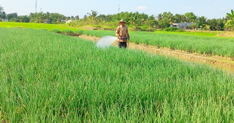 Cây màu hiện là thế mạnh của xã Phước Hậu trong phát triển kinh tế nông nghiệp.