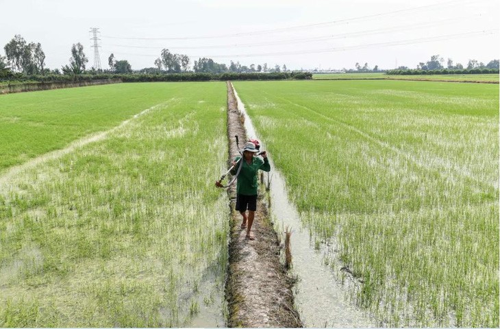 Một nông dân đi trên cánh đồng lúa Cần Thơ - Ảnh: AFP