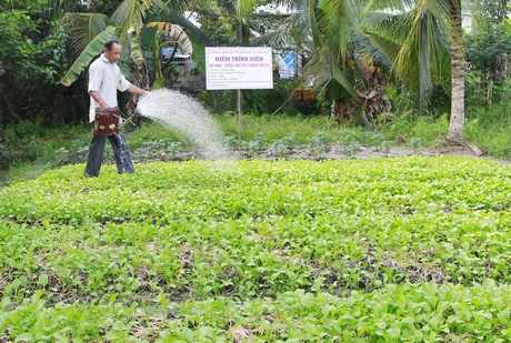 TP Vĩnh Long còn nhiều tiềm năng để phát triển nông nghiệp đô thị.