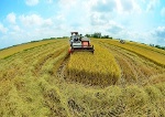 Đảm bảo an ninh lương thực, xuất khẩu gạo bền vững