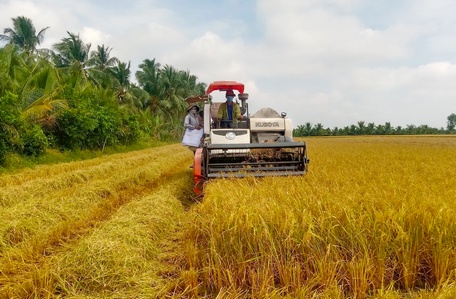 Sản xuất lúa gạo đang đứng trước nhiều cơ hội. 