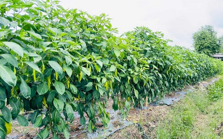 Mô hình trồng ớt sừng vàng châu Phi kết hợp giá thể hữu cơ vi sinh đem lại hiệu quả.