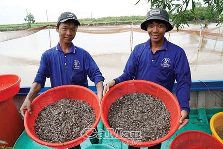 Anh Phạm Ngô Chí Thiện (phải) và anh Trần Hữu Nghĩa mỗi ngày được trả công 300 ngàn đồng từ công việc lựa cá bống đất.