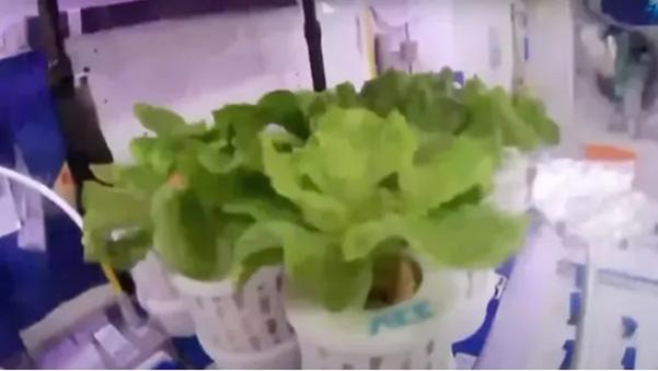 Một số loại rau được các phi hành gia Thần Châu 16 trồng trên Trạm vũ trụ Thiên Cung - Ảnh CCTV