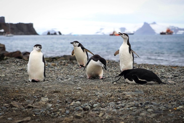 Bí mật đằng sau cách ngủ lạ kỳ của chim cánh cụt chinstrap - Ảnh: CNN