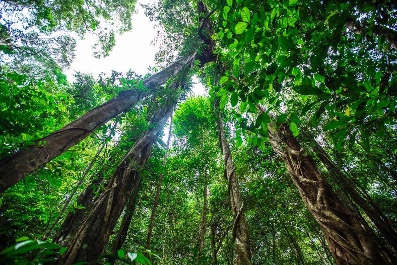 Phú Quốc sở hữu nhiều rừng nguyên sinh xanh ngút ngàn. (Ảnh: vietnamtravel)