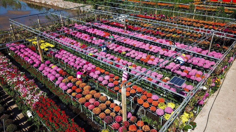 Tổ hợp tác phường An Hòa hiện với 12 thành viên có diện tích khoảng 25 công trồng đủ loại hoa nhưng chủ đạo là cúc mâm xôi nhiều màu sắc.