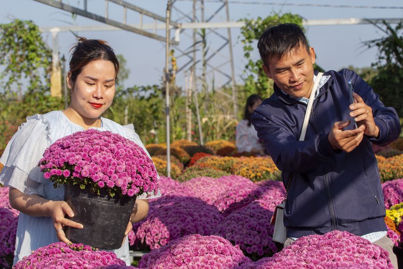 Nông dân Tổ hợp tác phường An Hòa trồng 10.000 chậu, trong đó phần lớn cung ứng cho Festival Hoa kiểng Sa Đéc và thị trường Tết năm nay.